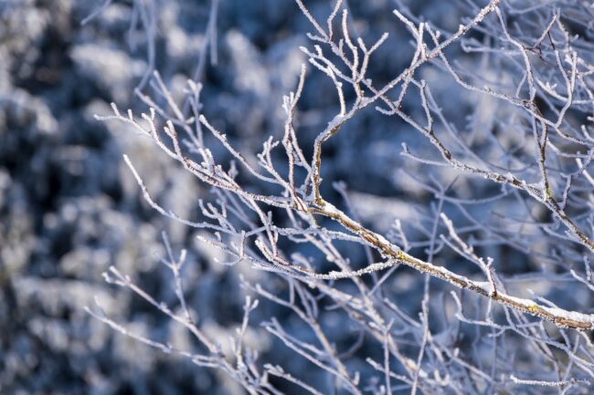 branches-ge45e8924e_1280
